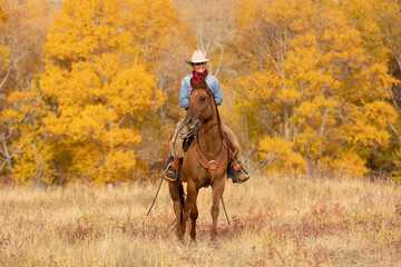 Cowgirl riding in Aspens and Cottonwoods - obrazy, fototapety, plakaty