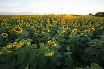 Obraz premium Sunflower heads in large field of Sun Flowers