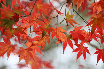 日本楓の紅葉