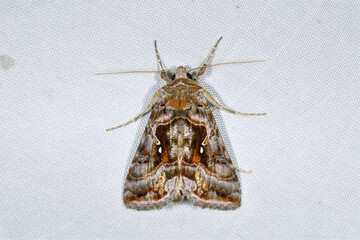 オオムラサキキンウワバ（北海道・上川町）
