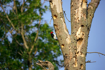 Red-Headed Woodpecker on tree with holes
