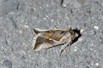 キクギンウワバ（北海道・足寄町）
