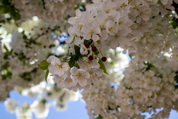 close up of cherry blossoms on a tree in spring time