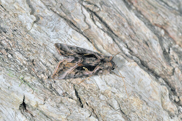 タマナギンウワバ（北海道・知床）
