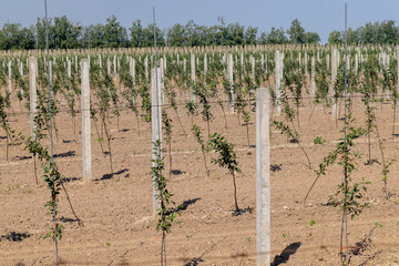 Fototapeta na wymiar An apple orchard with a large number of young trees