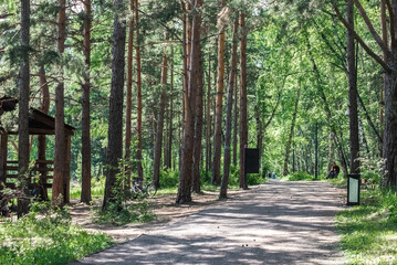 a park in a pine forest, a path and a wooden gazebo for relaxing