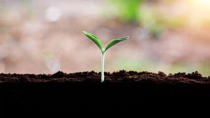 Little plant Seedlings are thriving from fertile soil, ecology concept. new life is coming,closeup	