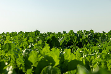 The green foliage of sweet sugar beet