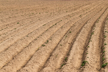A field with furrows in which potatoes grow