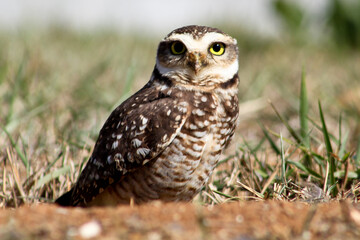 Casal de corujas protegendo o ninho com filhotes