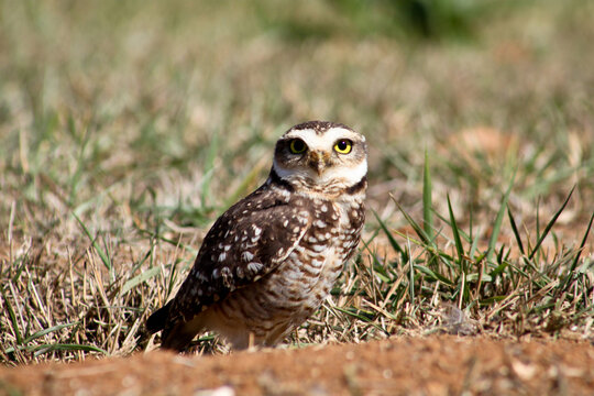 Casal de corujas protegendo o ninho com filhotes