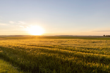 Sunset on an agricultural field in the summer