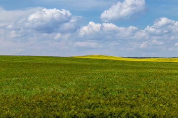 An agricultural field where green cereals grow