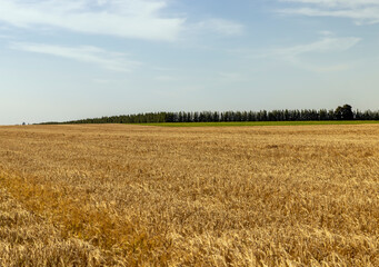 An agricultural field where wheat is grown