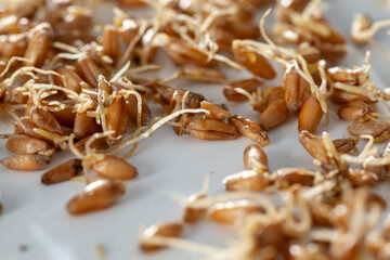Sprouted wheat covered with mold and fungi