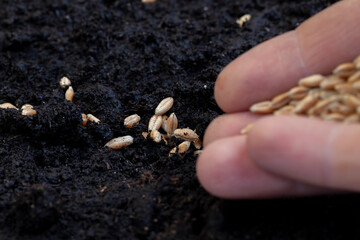 Fertile soil in which wheat seeds are planted