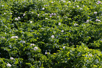 Potato field with green bushes of flowering potatoes