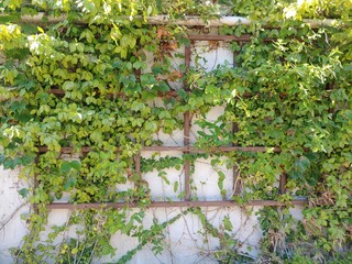 ivy on the wall