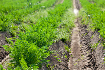 An agricultural field where a large number of carrots grow