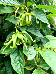 The Kenanga tree is a type of plant found in Malaysian forests as well as in Southeast Asian countries