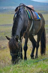 horse in the field
