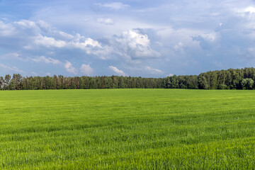 Agricultural wheat field with unripe wheat