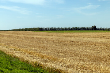 An agricultural field where wheat is grown