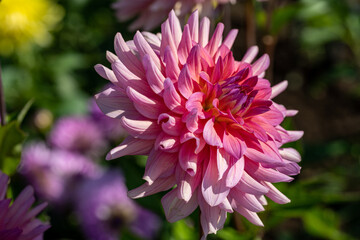 pink and red dahlia flower macro