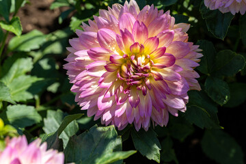 Obraz premium pink and yellow dahlia flower close-up