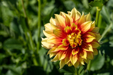 bright yellow and orange dahlia closeup