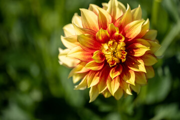 Yellow and orange dahlia closeup