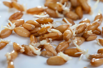 Sprouted wheat covered with mold and fungi