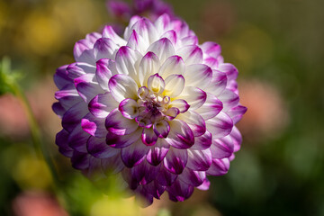 White Dahlia Flower with purple tips macro