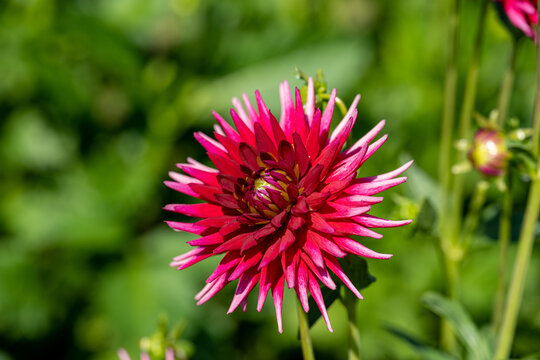 spikey red pink and white dahlia flower macro
