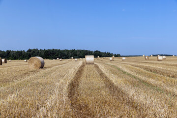 Fototapeta premium twisted straw stacks after harvest
