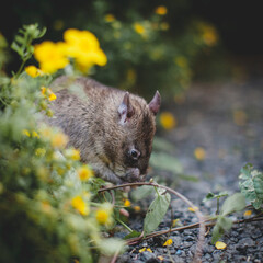 Giant african pouched rat in a garden with pansies