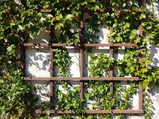 Fototapeta na wymiar ivy on a wall
