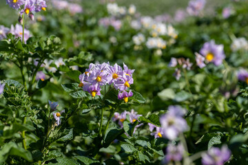 Potato field with green bushes of flowering potatoes