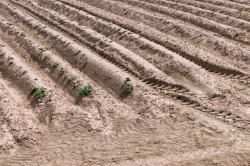 A field with furrows in which potatoes grow