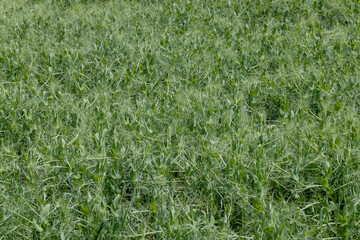 An agricultural field where green peas grow during flowering