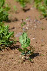 Green pea sprouts in the field