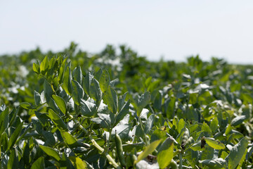 Green beans in sunny windy weather