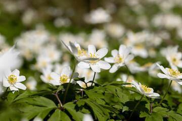 white spring anemones growing in the forest in spring