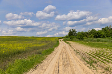 Fototapeta na wymiar A rural dirt road in a field with plants