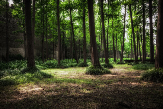 Nice green forest landscape in the city © evening_tao