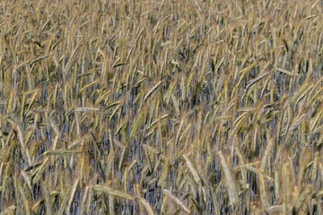 An agricultural field where cereals are grown to harvest grain