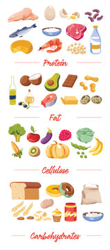 Food by type, proteins and fat, cellulose vector