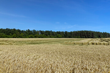 An agricultural field where wheat is grown