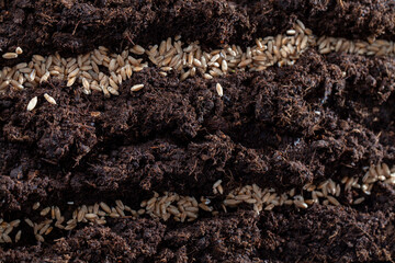 Fertile soil in which wheat seeds are planted