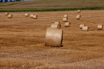 Fototapeta premium Straw stacks lying in the field after harvesting cereals